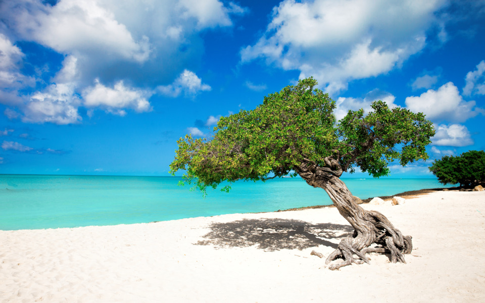 Aruba Aruba